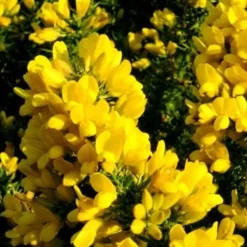 AJONC POUR SOL ACIDE 1 KG