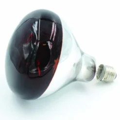 AMPOULE POUR ELEVEUSE 100W
