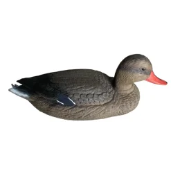 APPELANT COLVERT FEMELLE