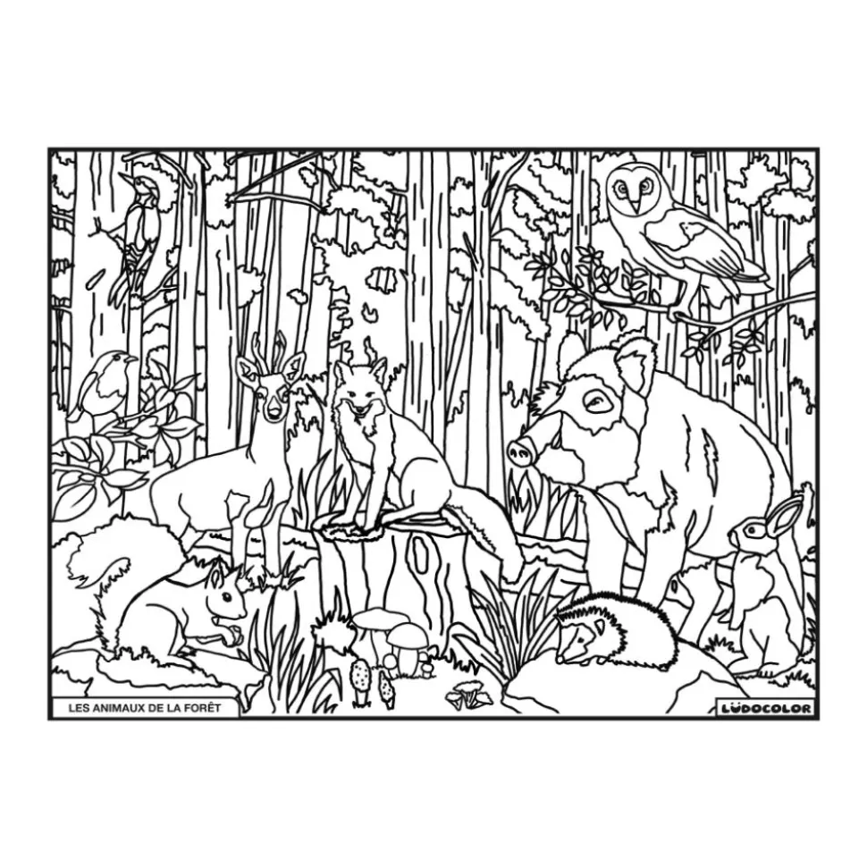 COLORIAGE LES ANIMAUX DE LA FORET