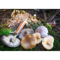 COUTEAU CHAMPIGNONS ' INOX