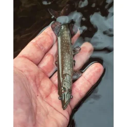 LEURRE SOUPLE ULTRA REALISTIC PIKE REPLICANT 15CM