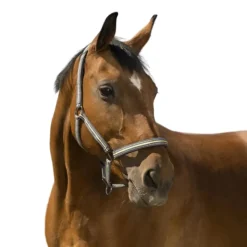 LICOL BOUCLERIE NOIRE CHEVAL