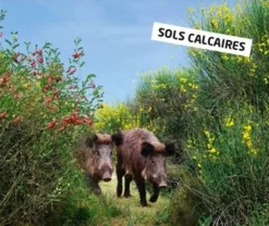 MELANGE SANGLIER SOL CALCAIRE 1KG