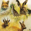 SERVIETTE ANIMAUX SAUVAGES