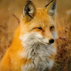 SERVIETTE PORTRAIT RENARD