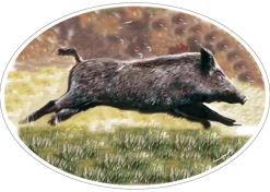 STICKER MARTIN NOUVEL SANGLIER
