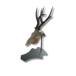 SUPPORT TROPHEE PREMIUM SUR PIED CHEVREUIL