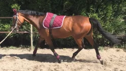 TAPIS DE SELLE FIGARA CHEVAL