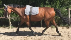 TAPIS DE SELLE FIGARA CHEVAL